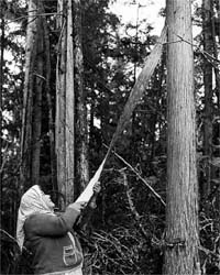 Stripping a cedar tree